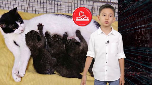 10 ФАКТОВ О ДОМАШНИХ КОШКАХ. Занимательные факты с Аленом Абеновым