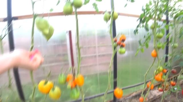 Томат Японский Трюфель Оранжевый