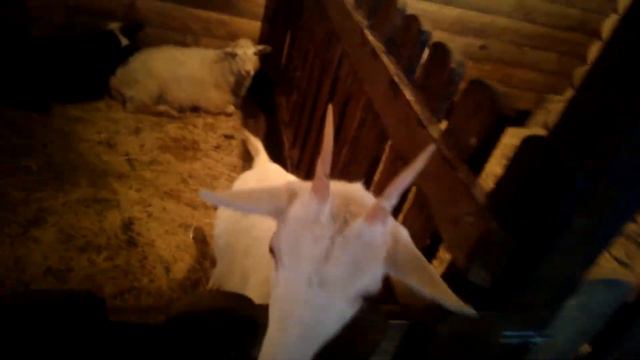 Немец офигевает в России - E571 - Екатеринбург - день 16 - видео 20 - музей бабочек смотреть онлайн