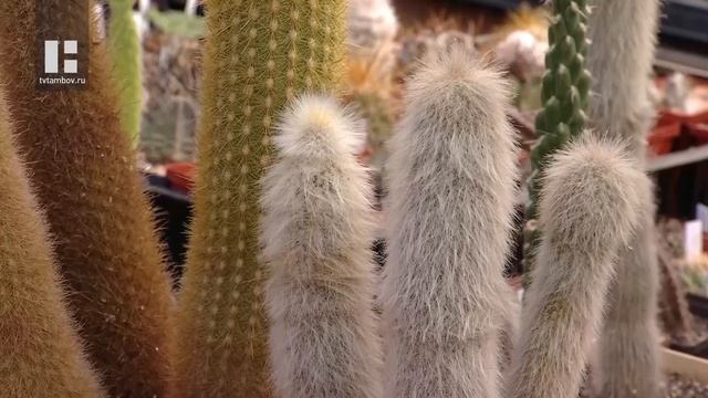 Управдом. Кадастровая стоимость бытовой недвижимости смотреть онлайн