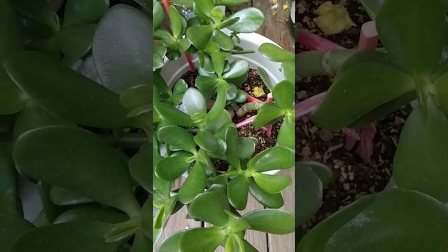 The Money Plant / Crassula ovata / Succulent jade