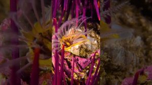 Гигантская желудевая ракушка спряталась между двумя фиолетовыми морскими ежами и добывает пищу.