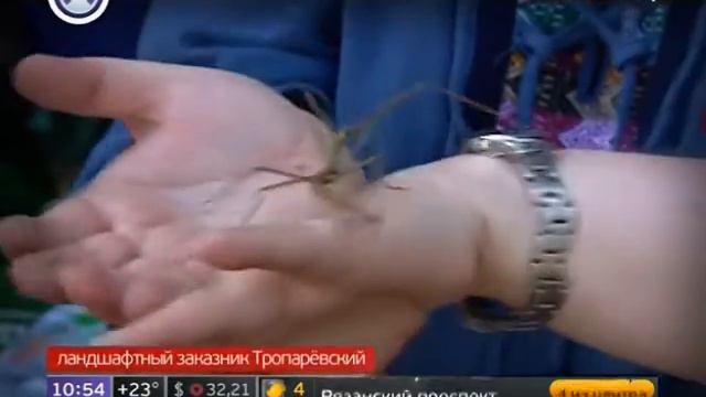 День мухи в ландшафтном заказнике Тропаревский смотреть онлайн