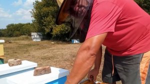 Отводки на подсолнечнике. Осмотр поздних отводков в шестирамочных ульях.