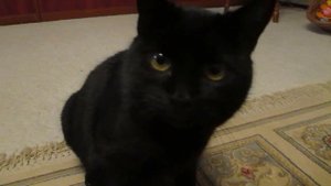 Разговорчивая Маша