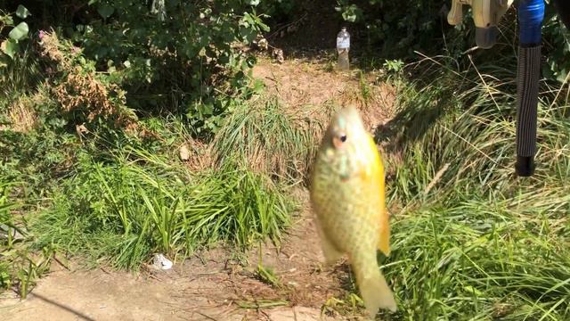 24 часа на Рыбалке на удочку! смотреть онлайн