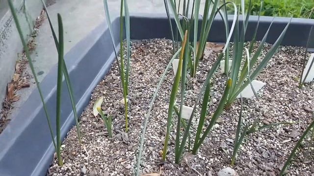 Growing daffodils from seed (Narcissus) смотреть онлайн