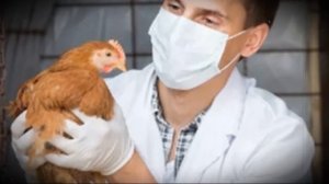 У домашней курицы желтый понос причины, лечение, профилактические меры