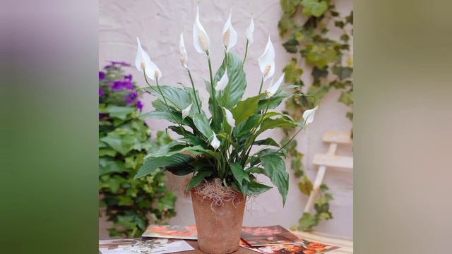 Peace lily Plant Care( Spathiphyllum)/ Best Indoor Plant For Clean Air