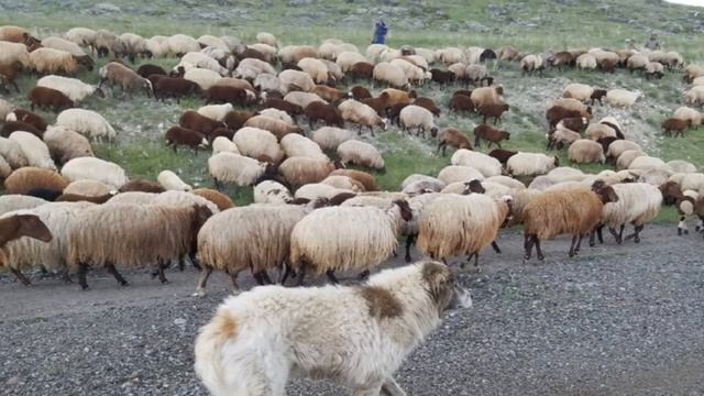 СМЕРТЕЛЬНАЯ БОЛЕЗНЬ ОВЕЦ | Овцеводство | Инфекционные болезни овец | Брадзот овец | Овцы