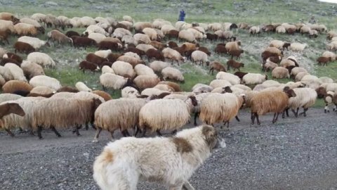 СМЕРТЕЛЬНАЯ БОЛЕЗНЬ ОВЕЦ | Овцеводство | Инфекционные болезни овец | Брадзот овец | Овцы