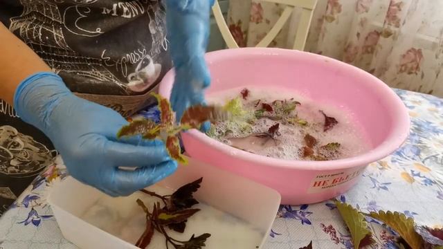 #колеусы Мои садовые романсы. Колеусы. Осеннее черенкование вегетативных колеусов.