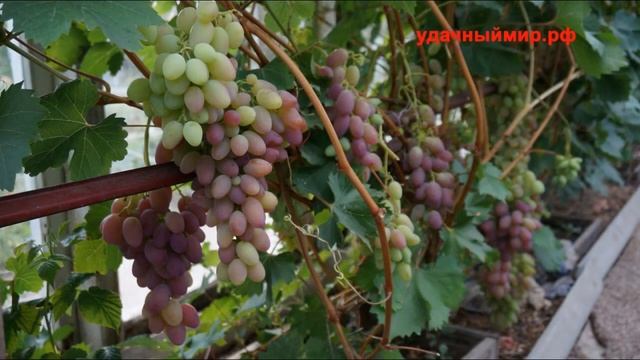 виноград Лебедяни