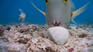 Некоторые рыбы заставляют нас по-новому взглянуть на вопрос рыбьего интеллекта-это клыкастый губан.