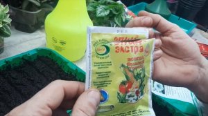 Петунию как и когда сеять, сроки посева, 100 % всхожесть семян петунии