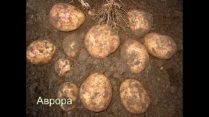 СОРТА КАРТОФЕЛЯ (фото)