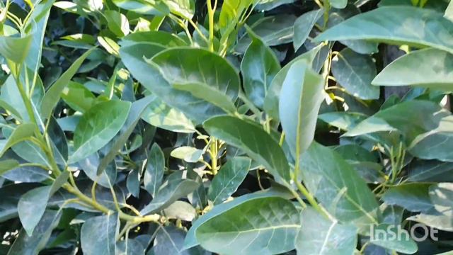 Фруктовый урожай в сельской местности Турции. смотреть онлайн