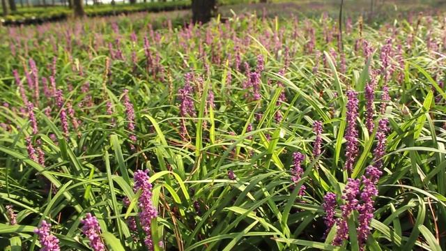 In The Nursery: Liriope Royal Purple смотреть онлайн