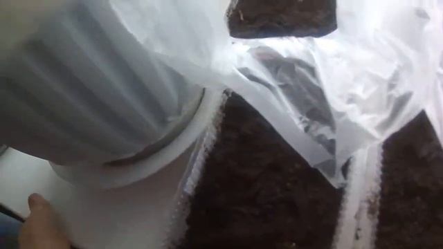 Рассада кабачков и тыкв\9 день\Взошёл кабачок "Грибовские 37" (Маленький)