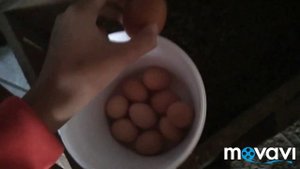 Собираем яйца в курятнике! Всё про наших кур!?