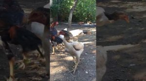 О шамо, чу шамо