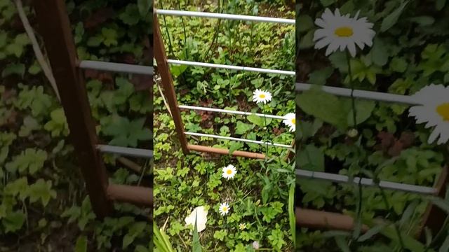 Сегодня день Ивана Купалы! самая короткая ночь. С праздником! смотреть онлайн