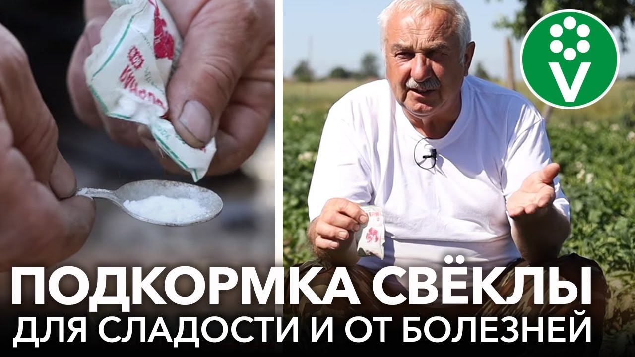 ВСЕГДА ОПРЫСКИВАЮ СВЁКЛУ ТАК В ИЮЛЕ и корнеплоды вырастают сладкими, сочными и хорошо хранятся