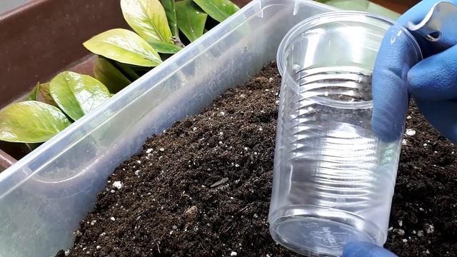 ЗАМИОКУЛЬКАС. Размножение листом. Делаю ? впервые!!! смотреть онлайн