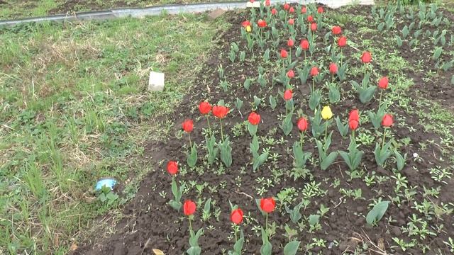 Как посадить и выращивать тюльпаны на даче. смотреть онлайн