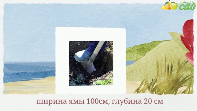 Посадка голубики - как правильно посадить голубику