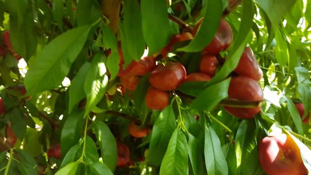 Нектарин инжирный Донат (Donut) 18.07.2018 смотреть онлайн