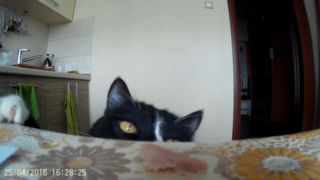 Котэ попрошайка :) смотреть онлайн