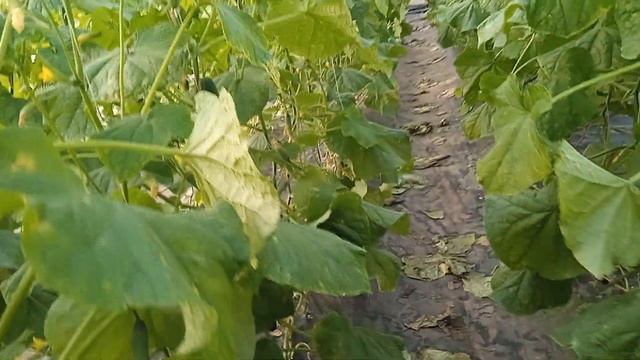 Контент для тех кто смотрит канал : Агроном на пенсии. Ещё одна неделя позади , октябрь... смотреть онлайн