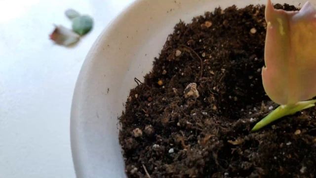 Декабристы. Почему не цветут. смотреть онлайн