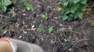 Суровый летний коп