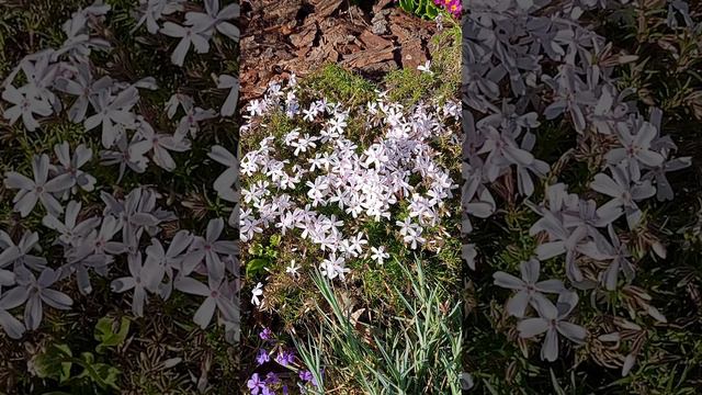 Почвопокровные многолетники в саду.💐