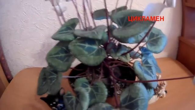 ЦИКЛАМЕН  Уход в домашних условиях.
