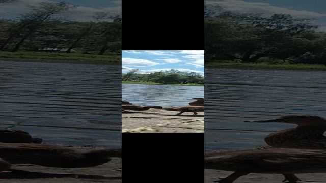 ручные 🦆 утки 😁
