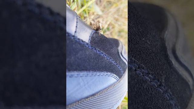 #grasshopper #boots #leather смотреть онлайн