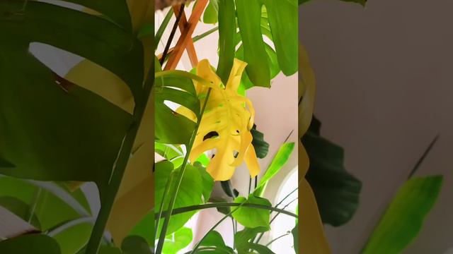 What to do with a YELLOW leaf?