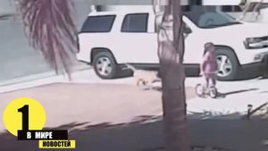 Камера видеонаблюдения зафиксировала Спасение кошкой ребёнка от собаки. Кошка напала на пса спасая