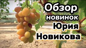 Виноградник Юрия Новикова. Обзор и дегустация последних новинок винограда. Ранние сорта винограда.