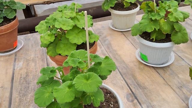 #524.Обзор моих пеларгоний в начале апреля! смотреть онлайн