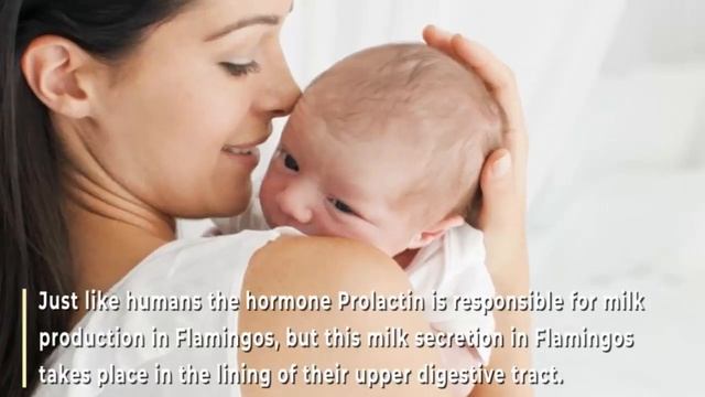 Pink Flamingos unusual feeding method explained смотреть онлайн