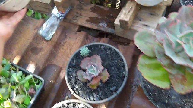 echeveria chocolate Ruffles suculentas com dicas (parte2) смотреть онлайн