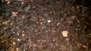 ПАН11 Биогумус вермикомпост производство Уникальная технология.