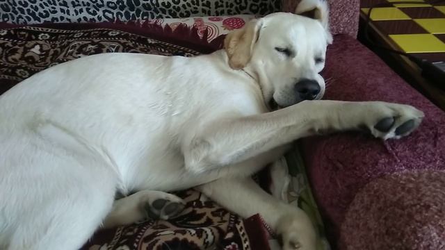 Лабрадор храпит на диване. Приколы с лабрадором.