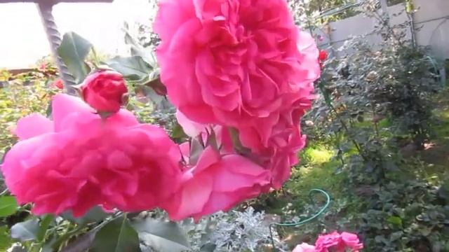 Мой Розовый Сад 2019г.«Розариум Ютерсен».Второе цветение. смотреть онлайн