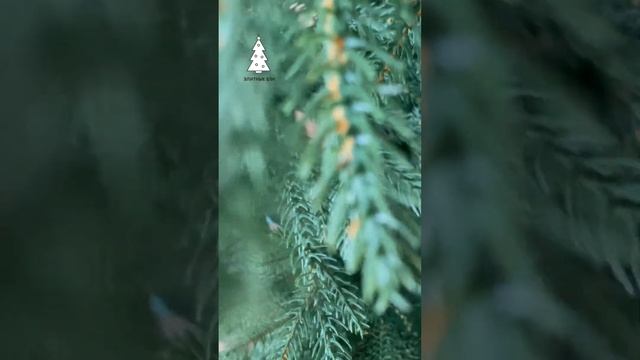 ЛЕСНАЯ СИМФОНИЯ, ель искусственная литая очень натуральная смотреть онлайн