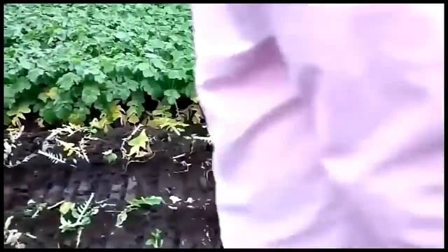 AMAZING Compilation Modern Fruit Harvesting Machines Technology 2017 смотреть онлайн